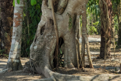 strange tree
