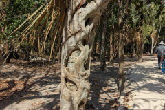 palm tree getting a big hug