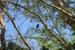 spider monkeys