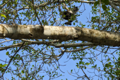 spider monkeys