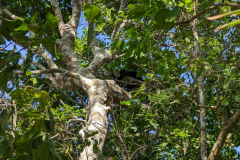 spider monkeys