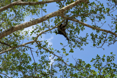 spider monkeys