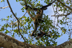 spider monkeys