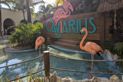 flamingos
