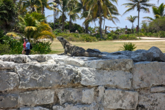 iguana