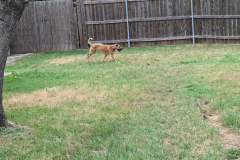 back in her own yard