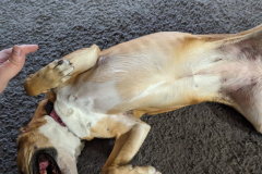 gimme belly rubs