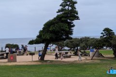 leaning tree