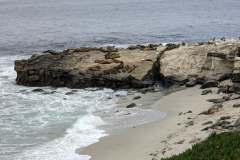 sea lions