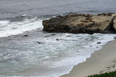 sea lions