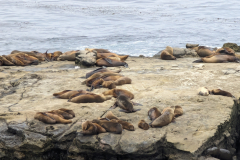 sea lions