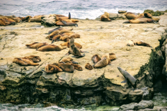 sea lions