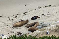 sea lions