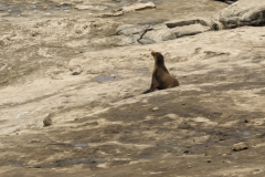 sea lion