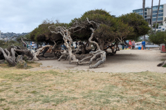cool trees