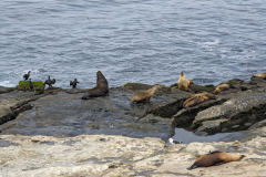 sea lions