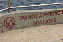 sea lion warning!