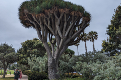 cool tree
