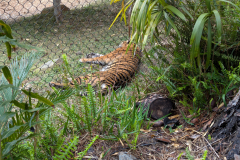 San Diego Zoo Safari Park