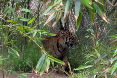 San Diego Zoo Safari Park