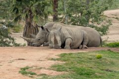 San Diego Zoo Safari Park