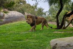San Diego Zoo Safari Park