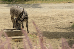 San Diego Zoo Safari Park
