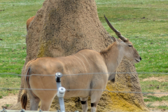 San Diego Zoo Safari Park
