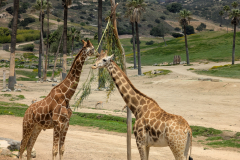 San Diego Zoo Safari Park