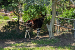 San Diego Zoo Safari Park