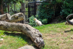 A vulture