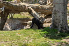 San Diego Zoo Safari Park
