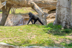 San Diego Zoo Safari Park